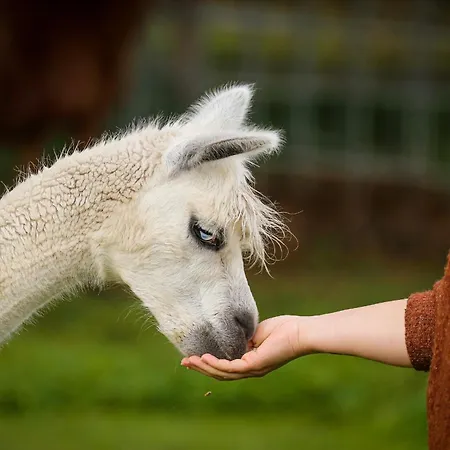 Alpaca Bed & Fields Homestay *