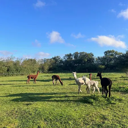Alpaca Bed & Fields * Snedsted