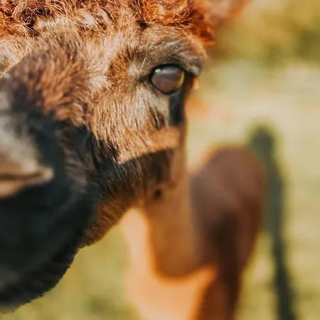 Homestay Alpaca Bed & Fields