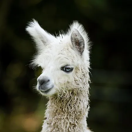 בית אירוח Alpaca Bed & Fields *