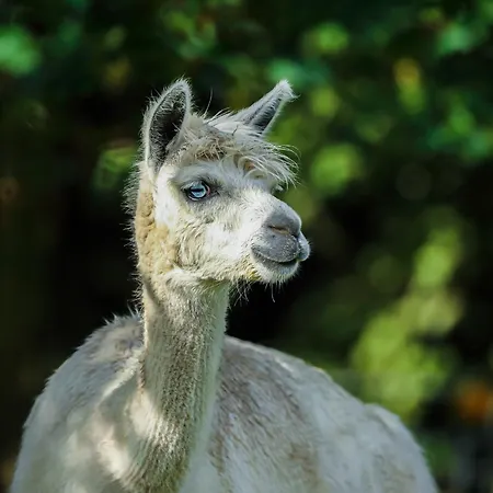 Alpaca Bed & Fields בית אירוח Snedsted