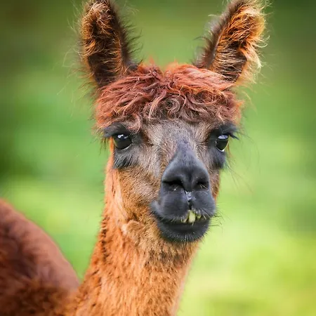 Alpaca Bed & Fields *