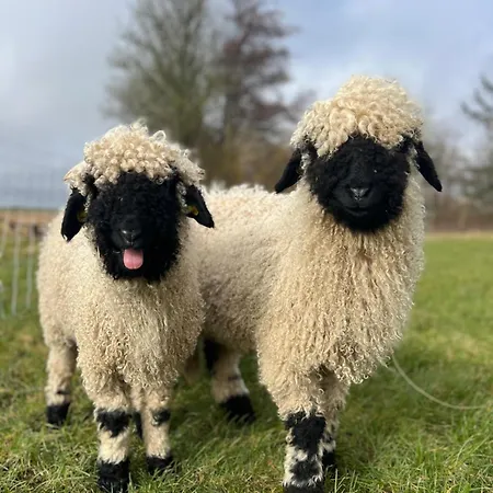 Alpaca Bed & Fields Homestay