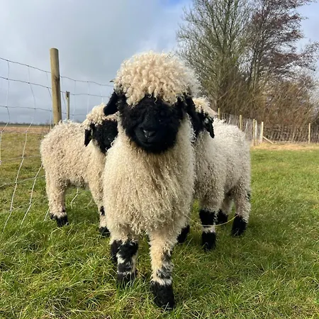 Alpaca Bed & Fields